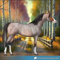 Horse Color:Bay Roan Splash 