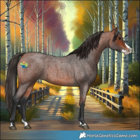 Horse Color:Bay Roan Splash 