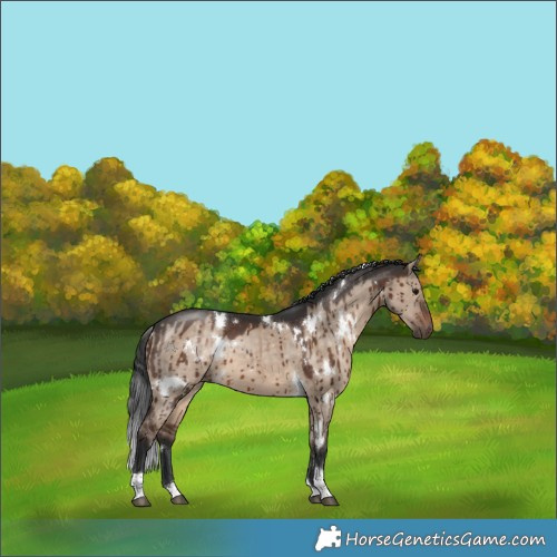 Horse Color:White Spotted Brown Dun Tobiano Brindle 