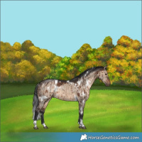 Horse Color:White Spotted Brown Dun Tobiano Brindle 
