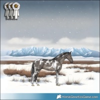 Horse Color:White Spotted Grullo Tobiano Brindle 