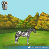 Horse Color:White Spotted Grullo Tobiano Brindle 