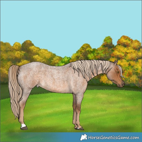 Horse Color:Chocolate Palomino Roan 