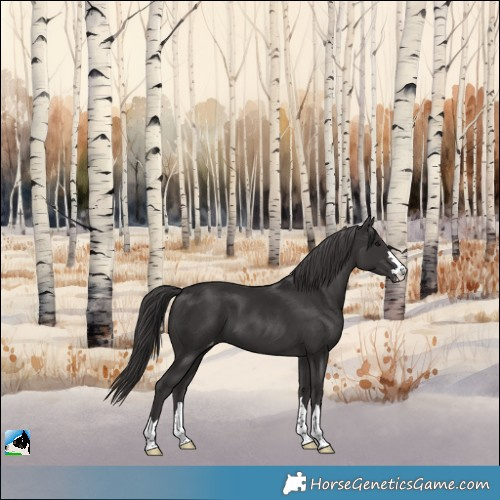 Horse Color:Smoky Black Appaloosa
