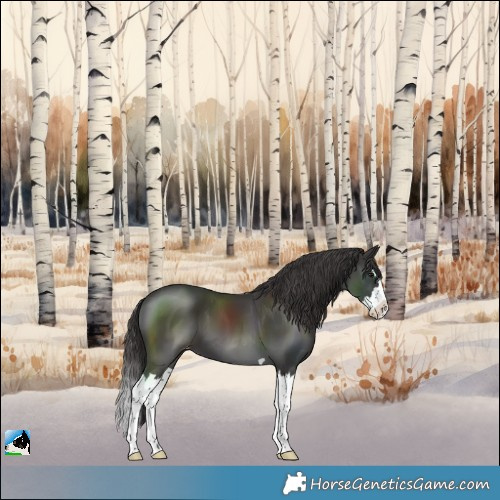 Horse Color:Smoky Black Splash Varnish 