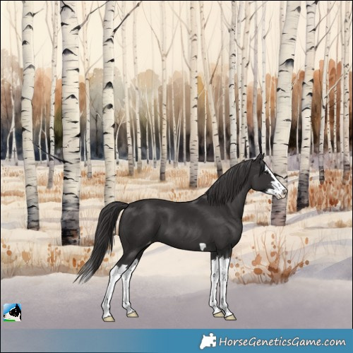 Horse Color:Smoky Black Splash Appaloosa