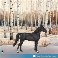 Horse Color:Smoky Black Appaloosa 