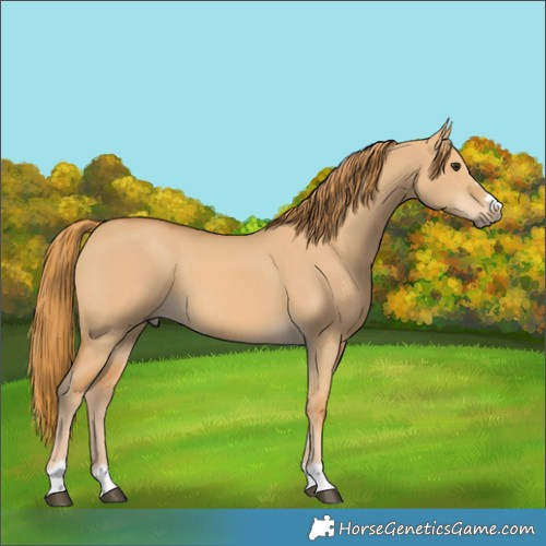 Horse Color:Red Dun 
