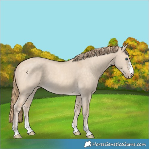 Horse Color:Perlino Dun
