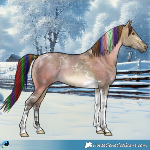 Horse Color:Painted Buckskin Dun Tobiano Rabicano 