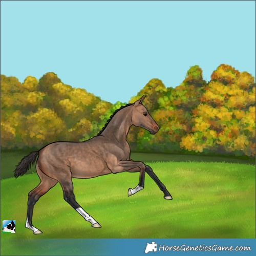 Horse Color:Bay Dun Brindle 