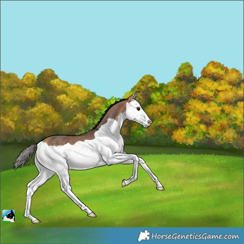 Horse Color:Bay Dun Splash Brindle 