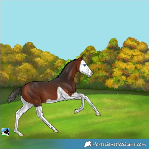 Horse Color:Bay Splash 