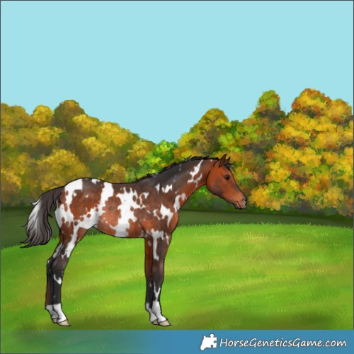 Horse Color:White Spotted Brown Rabicano