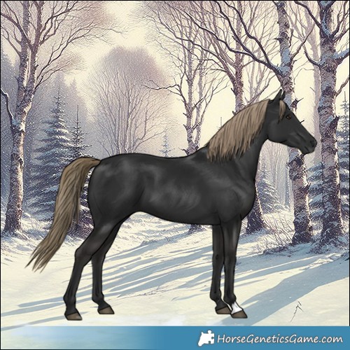 Horse Color:Liver Chestnut 