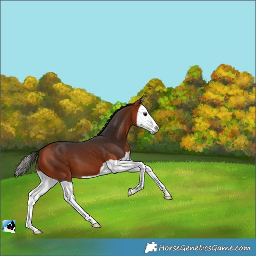 Horse Color:Bay Splash 