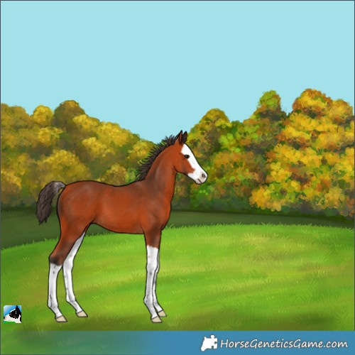Horse Color:Bay Splash 