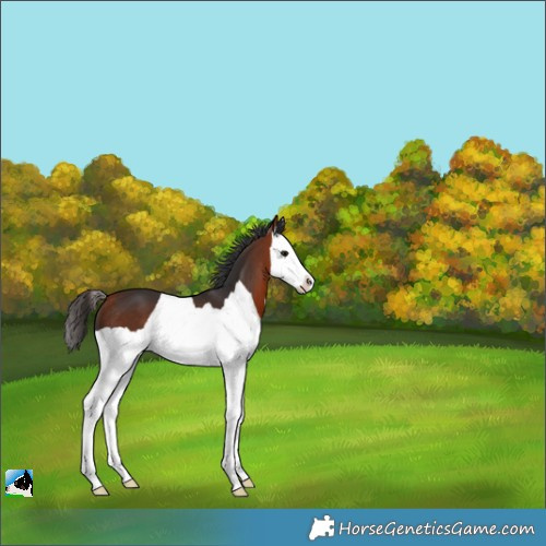 Horse Color:Bay Splash 