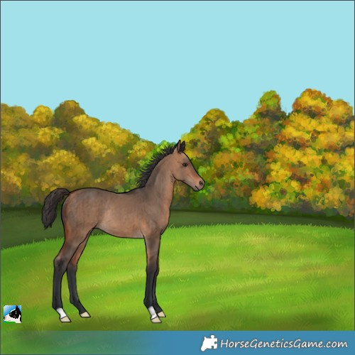 Horse Color:Bay Dun Rabicano Brindle 