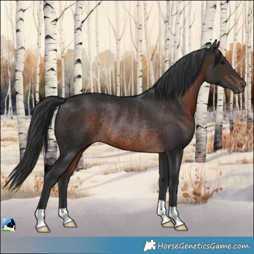 Horse Color:Brown Rabicano 