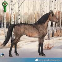 Horse Color:Brown Dun Rabicano Brindle 