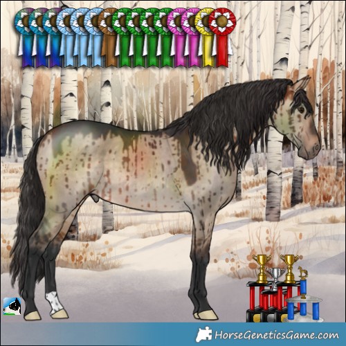 Horse Color:Bay Dun Rabicano Brindle 
