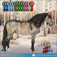 Horse Color:Bay Dun Rabicano Brindle