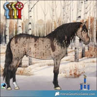 Horse Color:Bay Dun Rabicano Brindle 