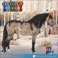 Horse Color:Bay Dun Rabicano Brindle