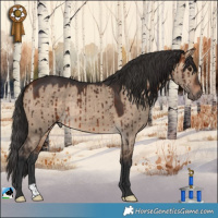 Horse Color:Bay Dun Rabicano Brindle 