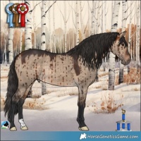 Horse Color:Bay Dun Rabicano Brindle 