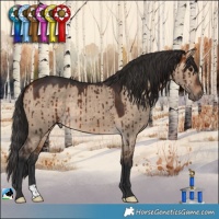 Horse Color:Bay Dun Rabicano Brindle 
