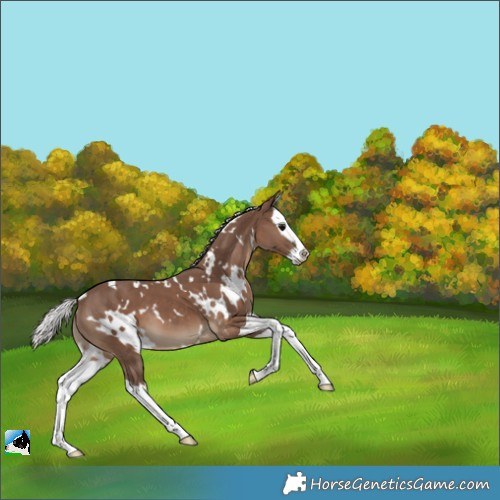 Horse Color:White Spotted Silver Black Splash Appaloosa 