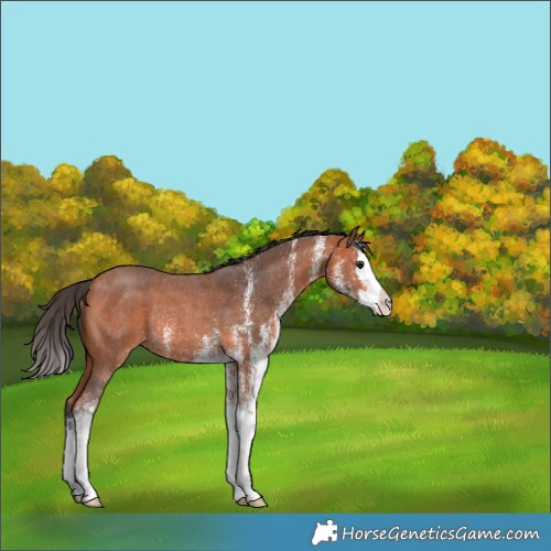 Horse Color:White Spotted Bay Splash Rabicano