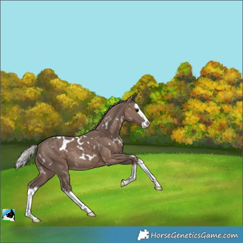 Horse Color:White Spotted Silver Black Splash 
