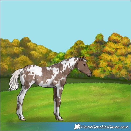 Horse Color:White Spotted Silver Black Rabicano
