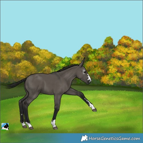Horse Color:Gray Grullo 