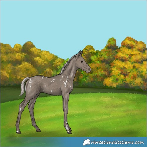 Horse Color:White Spotted Silver Grullo Appaloosa 