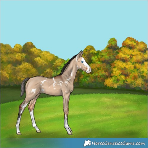 Horse Color:White Spotted Bay Dun Splash 