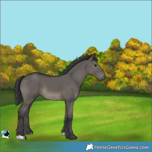 Horse Color:Grullo 