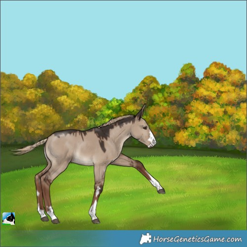 Horse Color:Liver Red Dun Rabicano 