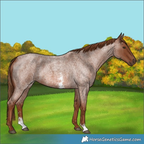 Horse Color:Red Roan Sabino
