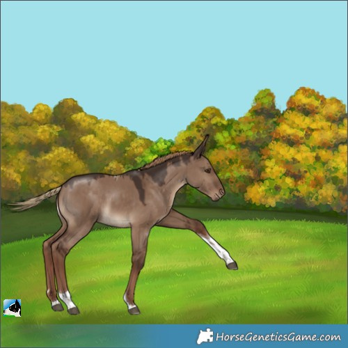 Horse Color:Liver Red Dun Tobiano Rabicano 