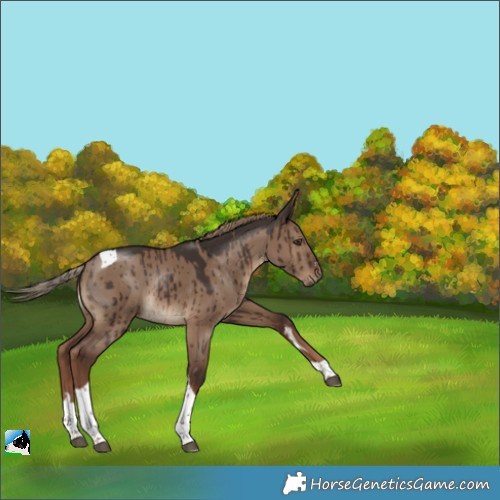 Horse Color:Liver Red Dun Tobiano Rabicano Brindle 