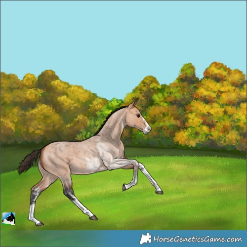 Horse Color:Bay Roan Dun Sabino 