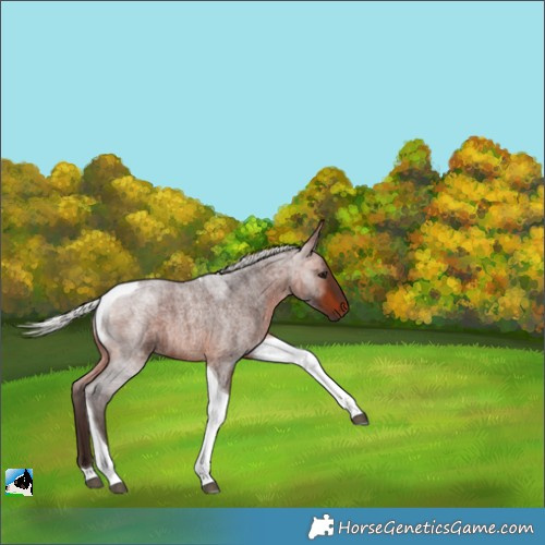 Horse Color:Silver Brown Roan Tobiano 