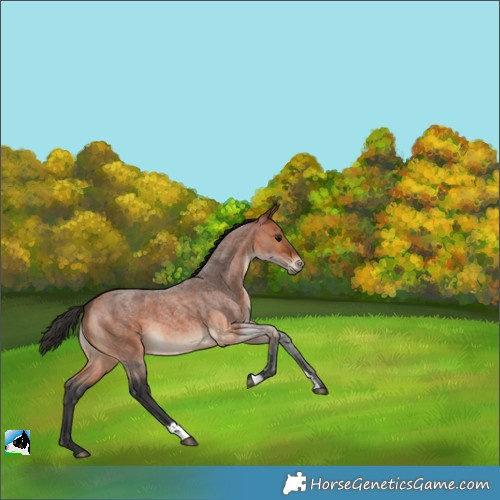 Horse Color:Brown Roan 