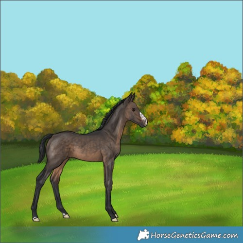 Horse Color:Brown Dun Sabino 