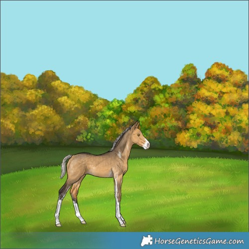 Horse Color:Silver Buckskin Dun Sabino 