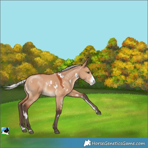 Horse Color:White Spotted Silver Brown Dun Sabino Rabicano 